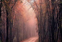 lol战绩查询-瑞典血洗荷兰，乔瓦尼·雷纳绝境逆转：足球背后的奇迹与传奇